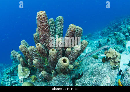 Brown Tube Sponge (Agelas conifera), Bonaire, Netherlands Antilles, Caribbean Stock Photo