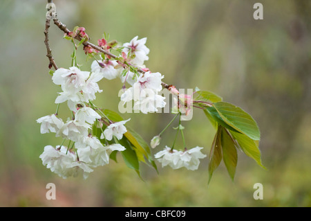 Prunus Ukon, Cherry, White flowers subject. Stock Photo