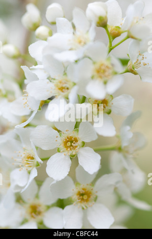 Spiraea arguta, Bridal wreath, White flowers Stock Photo