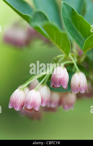 Enkianthus campanulatus, Red vein enkianthus, Pink flowers Stock Photo