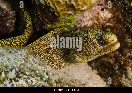Goldentail Moray (Gymnothorax miliaris), Bonaire, Netherlands Antilles, Caribbean Stock Photo