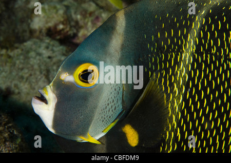 French Angelfish (Pomacanthus paru), Bonaire, Netherlands Antilles, Caribbean Stock Photo