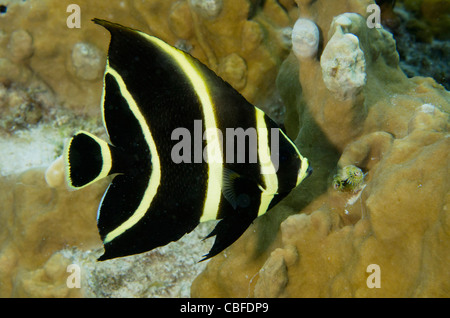 French Angelfish Juvenile (Pomacanthus paru), Bonaire, Netherlands Antilles, Caribbean Stock Photo