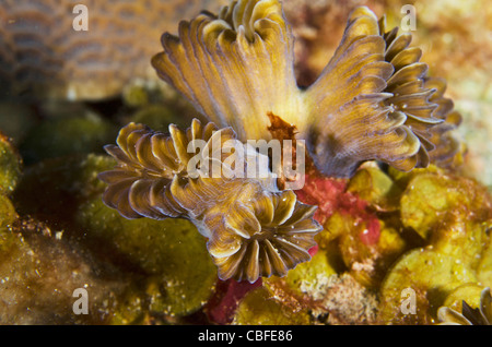 Smooth Flower Coral (Eusmilia fastigiata), Bonaire, Netherlands Antilles, Caribbean Stock Photo