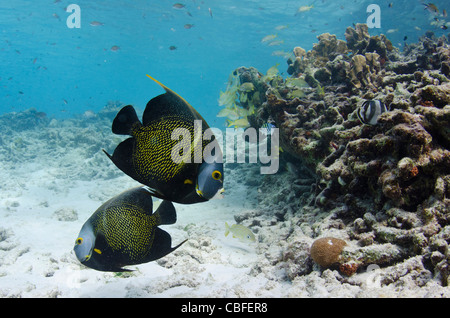 French Angelfish (Pomacanthus paru), Bonaire, Netherlands Antilles, Caribbean Stock Photo