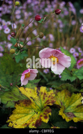 Buds and blooms of Japanese anemone or Anemone japonica September Charm growing in front of Michaelmas daisies Stock Photo