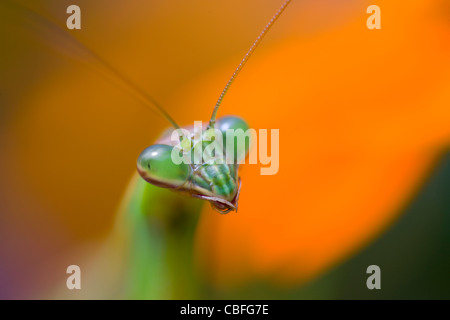 Close-up of Praying Mantis, Chinese Mantis (Tenodera aridifolia sinensis) Stock Photo