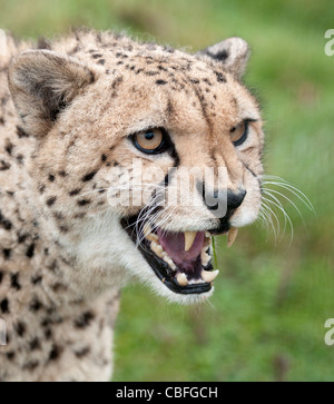Male cheetah snarling Stock Photo