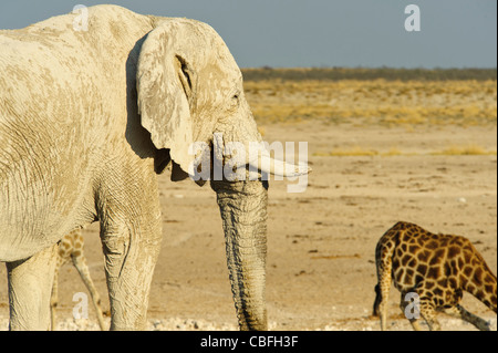 Elephant and giraffe at  'Elephant Bath' water hole. Etosha National Park, Namibia.