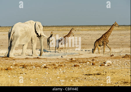 Elephant and giraffes at  'Elephant Bath' water hole. Etosha National Park, Namibia.