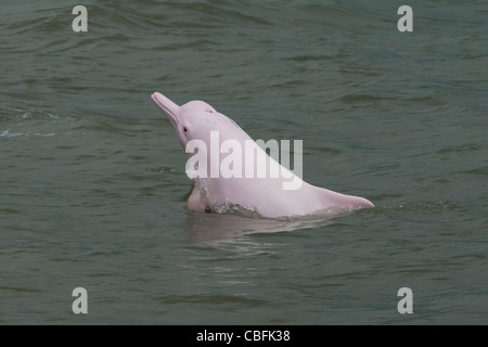 Indo-Pacific Humpback Dolphin (Sousa chinensis), breaching. Hong Kong, Pearl River Delta. Stock Photo