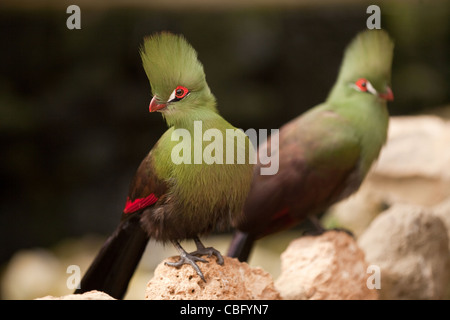 Green-crested Turaco . (Touraco persa). Arboreal species living in forests of West Africa. Stock Photo