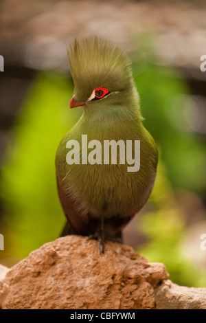 Green-crested Turaco. Tauraco persa (Turacus persa). Arboreal species living in forests of West Africa. Stock Photo