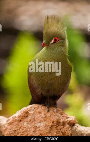 Green-crested Turaco (Tauraco persa). Arboreal species living in forests of West Africa. Stock Photo