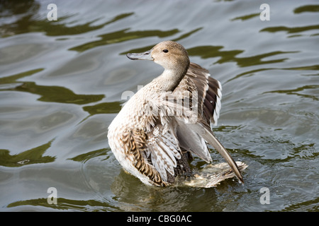 Northern Pintail (Anas acuta). Duck or female, wing flapping after bathing to shed surplus water and dry plumage. Stock Photo