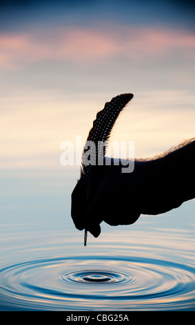 Hand holding quill over water with ripple silhouette Stock Photo