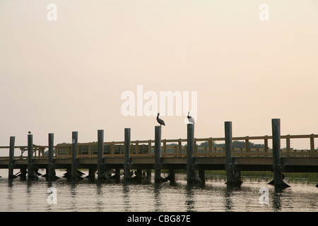 Two pelicans, each resting on the wooden poles of a jetty Stock Photo