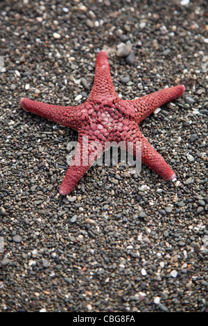 A starfish on a beach Stock Photo