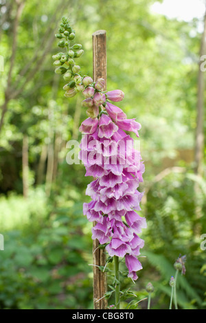 Foxglove, Digitalis purpurea Stock Photo