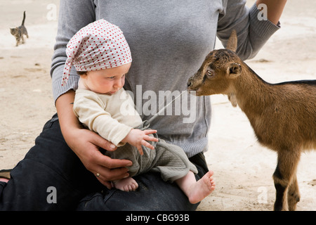 A goat pulling on the drawstring of a baby's pants Stock Photo