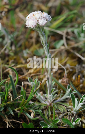 Mountain Everlasting or Cat´s foot (Antennaria dioica Stock Photo - Alamy