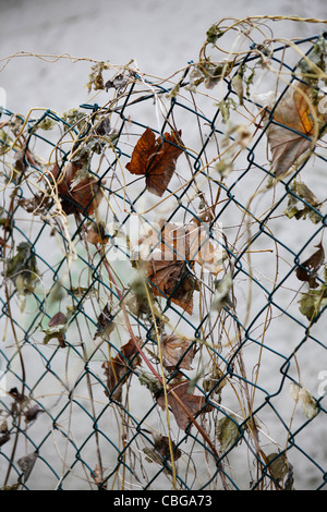 Dead leaves on wire fence Stock Photo