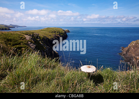 A Parasol mushroom growing along the pembrokeshire coastal path in west Wales,uk Stock Photo