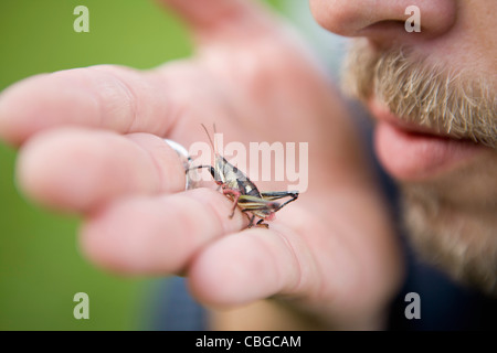 Man holding grasshopper in the palm of his hand Stock Photo