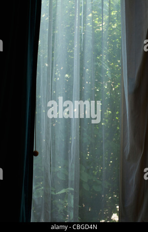 Foliage seen behind transparent curtain Stock Photo