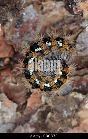 Jersey tiger moth caterpillar. Dorset, UK March 2011 Stock Photo