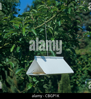 A pheromone trap in an apple tree to attract male codling moth (Cydia pomonella) Stock Photo