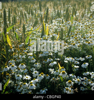 Scented mayweed (Matricaria chamomilla) flowering in a field of sparse wheat in ear Stock Photo