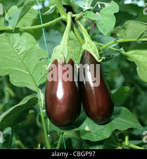 Aubergine fruit maturing in a glasshouse Stock Photo
