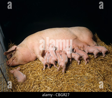 Large white sow with four day old piglets suckling Stock Photo