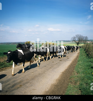 Holstein Friesian cows walking down country road to milking Stock Photo