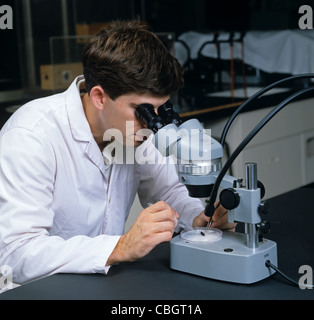 Researcher studying through low power binocular microscope in laboratory Stock Photo