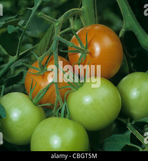 Glasshouse grown commercial tomatoes ripening on the truss Stock Photo