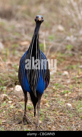 Portrait of Vulturine Guinea Fowl (Acryllium vulturinum) with bald head