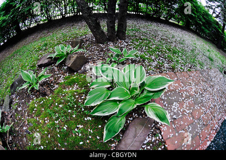 Hosta Patriot growing in  backyard, Philadelphia ,USA Stock Photo