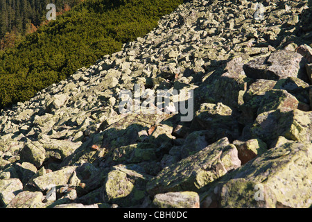 Granite scree slope in Tatra National Park. Poland. Stock Photo