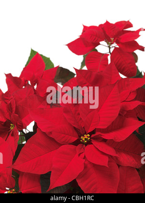 Poinsettia - red Christmas flower leaves on white background Stock Photo