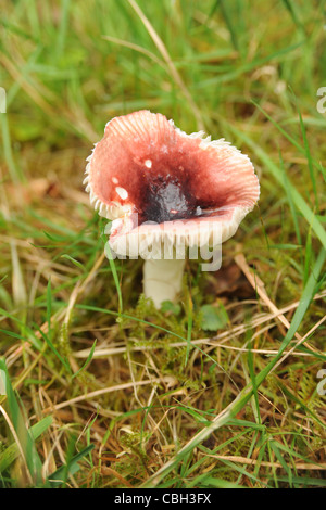 Russula emetica, commonly known as the sickener, is a basidiomycete mushroom of the genus Russula, Stock Photo