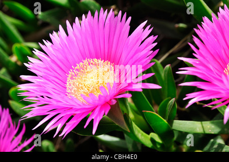 Pink flowers, Stromboli Island, Italy, Europe Stock Photo