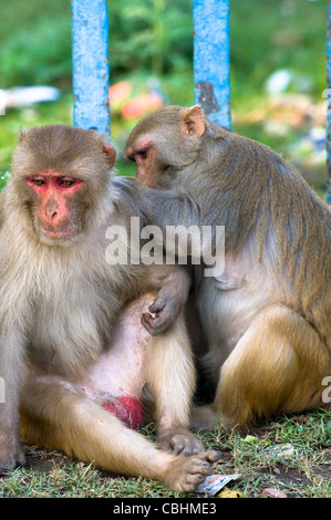 Rhesus Macaque monkeys grooming each other. Stock Photo