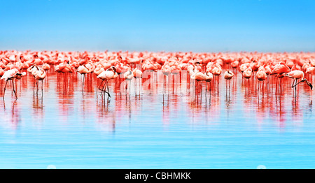 Flamingo birds in the lake Nakuru, African safari, Kenya Stock Photo