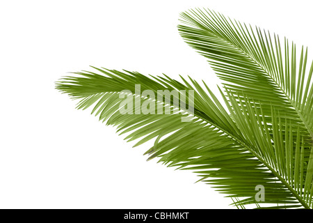 Leaves of palm tree isolated on white background Stock Photo