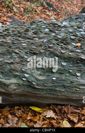 Coins in log in Strid Woods, or a 'Wish Tree'