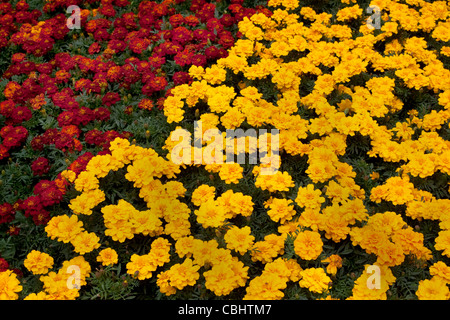 Red and Yellow French Marigolds, England, UK Stock Photo