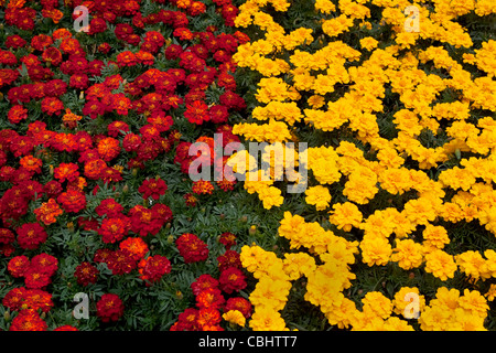 Red and Yellow French Marigolds, England, UK Stock Photo