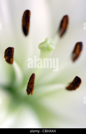 Stamens and stigma of white Lily Flower (Lilium genus) Stock Photo
